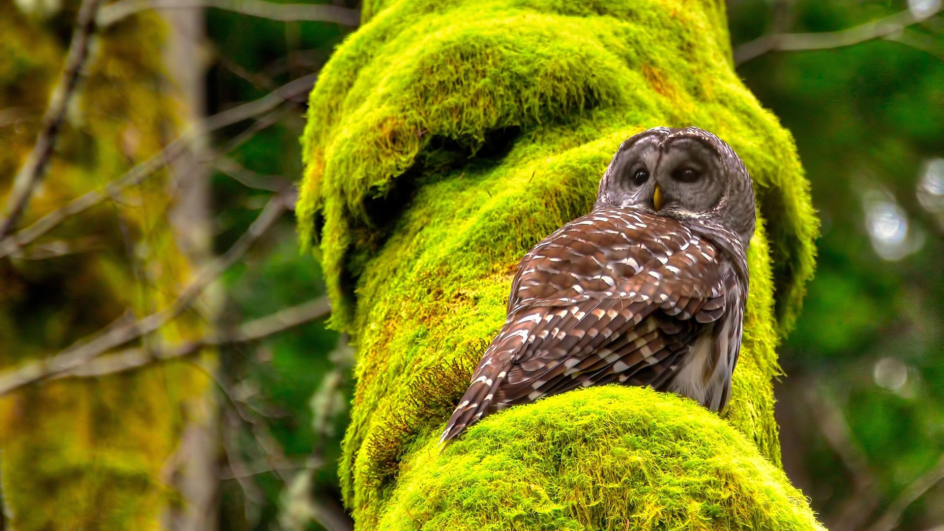 爱游戏服务-中超俱乐部赛季运营数据整理，中超球队数据