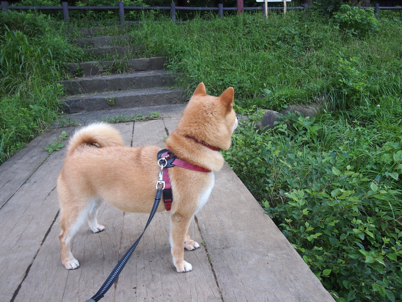 国足大赛技战术模型细节分析报告，国足的战术