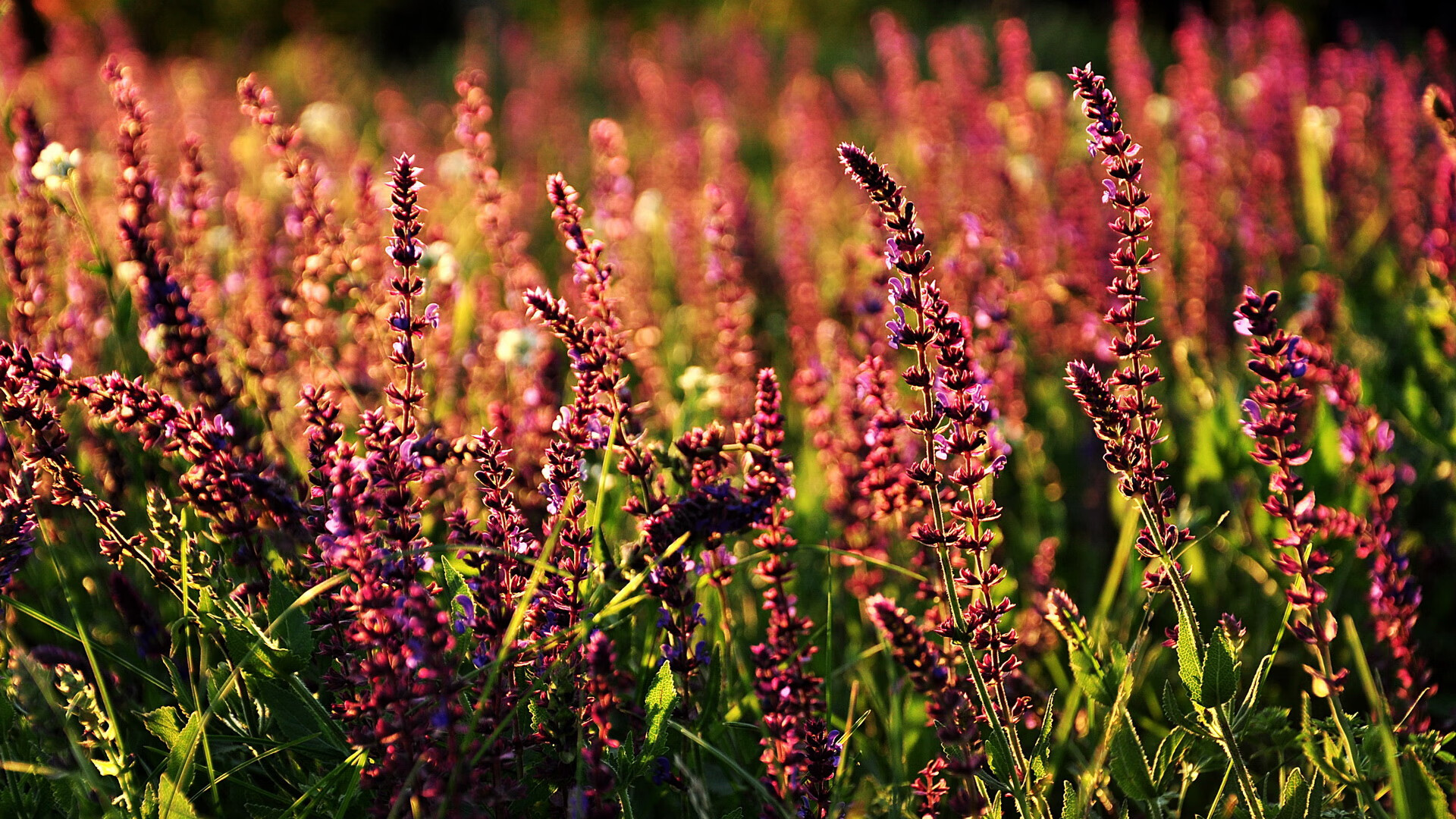 法甲球队使用神经反馈系统提升球员情绪控制力