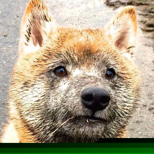 篮球专项力量训练方法与实践探索,篮球专项力量训练方法与实践探索报告