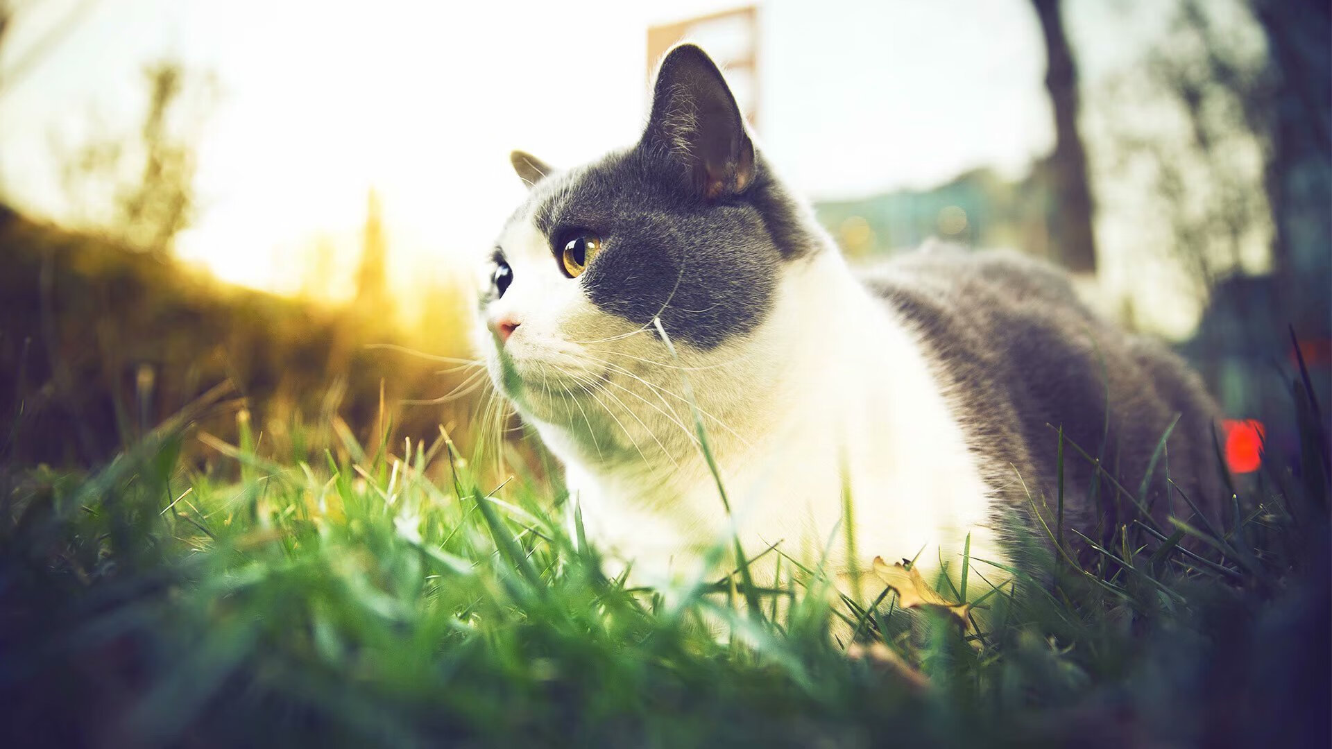 逆境突围:球队如何在压力下稳住阵脚?,逆境中突围