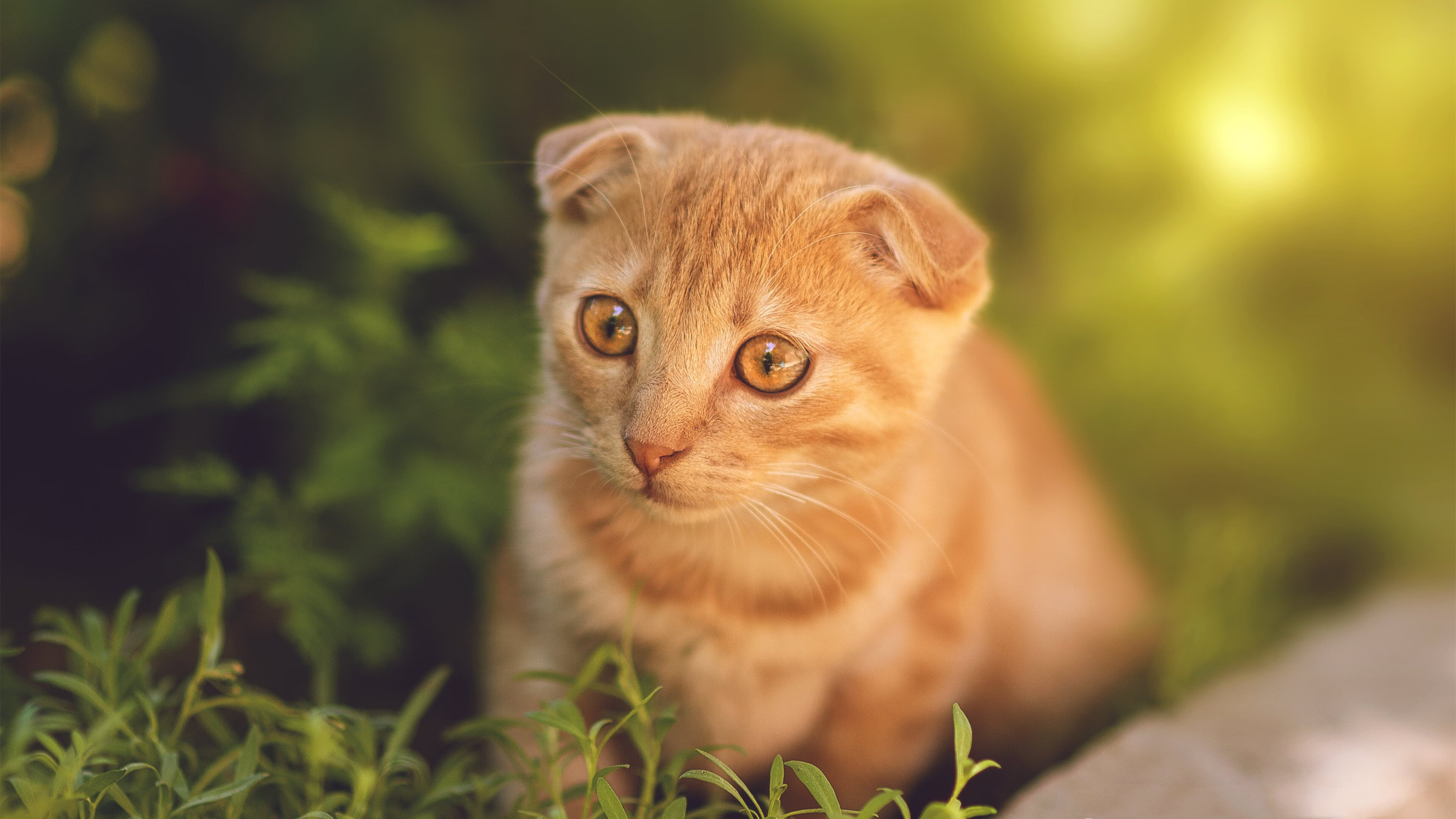 “巴黎再失世界冠军,姆巴佩决赛迷失”