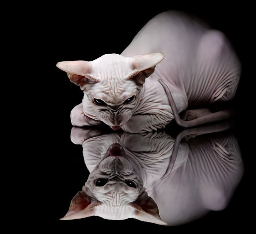 世界围棋赛青年选手战术成熟引热议,2020世界围棋