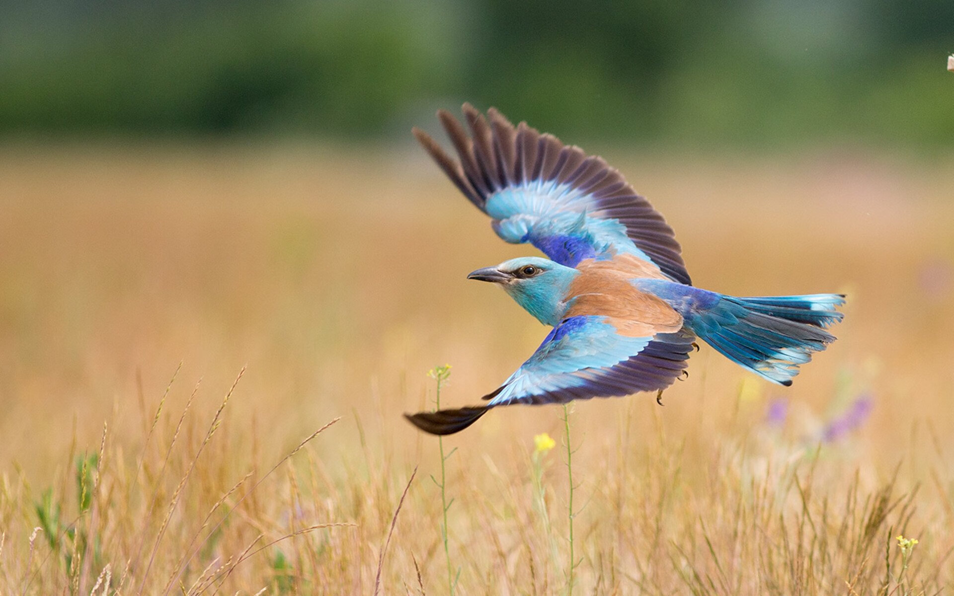 中国男篮战术执行力提升 球队凝聚力增强,中国男篮队内训练