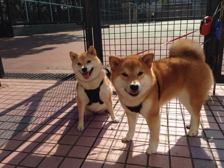 中超转会窗口开启球队布局各显神通，中超球员转会