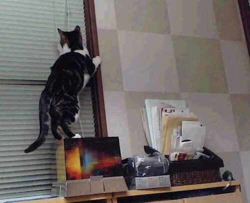 冬奥志愿者故事被拍成纪录片走红网络,冬奥志愿者的故事